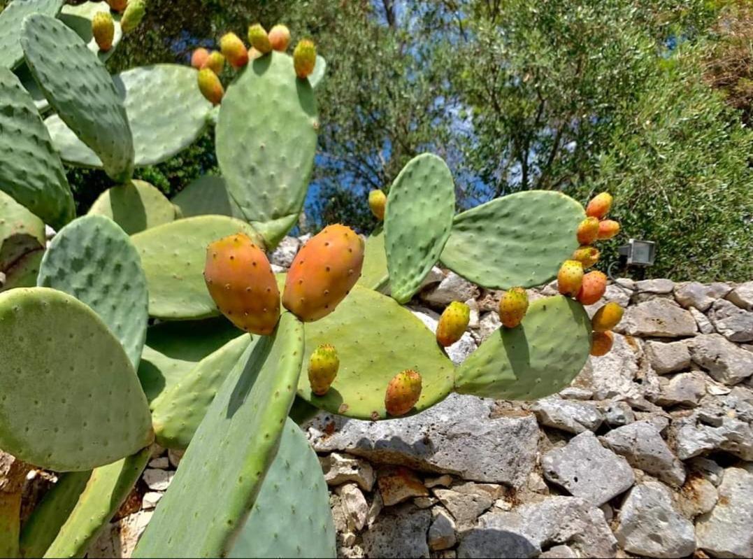 Trullo Dimora Di Pietra Gallipoli Baia Di Gallipoli Екстер'єр фото